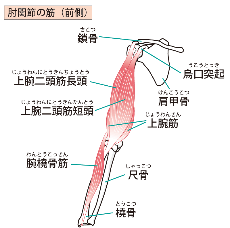 【力瘤】「上腕二頭筋」を自宅でダンベルで鍛えましょう♪写真付きで解説します 筋トレとかブログ